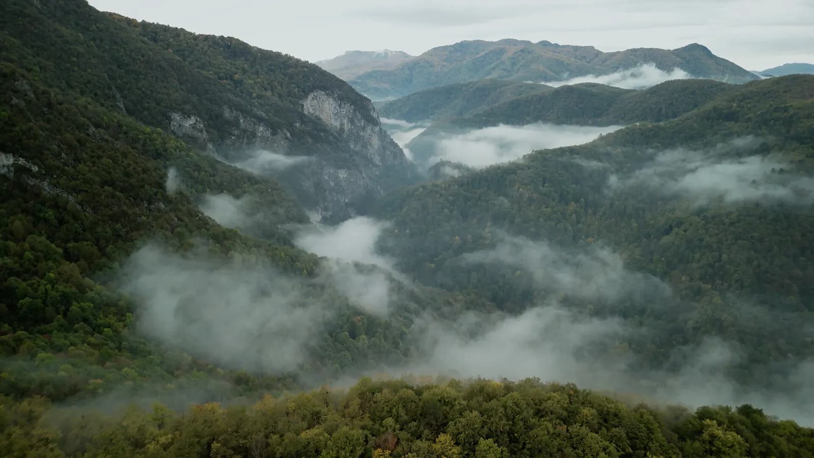Wordless Forest — скриншот 4