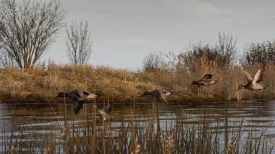 BULT Hunting simulator — скриншот 8